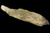 Edmontosaurus Jaw Section - Montana #100848-2